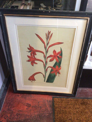 Red/Green Poppy Botanicals Framed Art