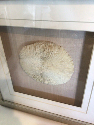 Pair White/Beige Shell Starfish Framed Art