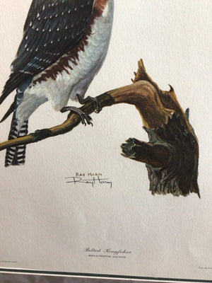 Ray Harm White/Gray Bird Framed Art