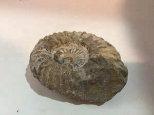 Gray Rock Snail Rock