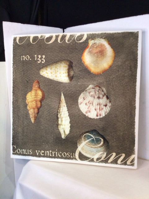 Tan Shells Stretch Canvas Art