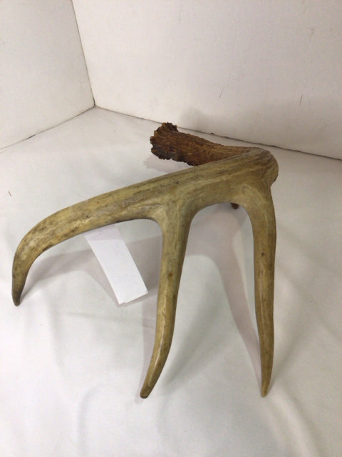 Antlers Natural Statue