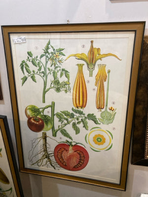 Vintage Illustrated Tomato Vegetables Framed Art