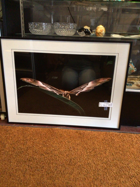 Black/Brown Moth Framed Art