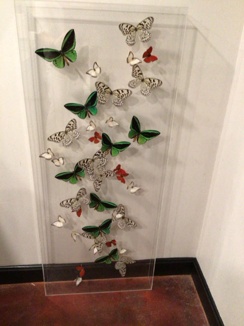 Multi Acrylic Butterflies Shadow Box