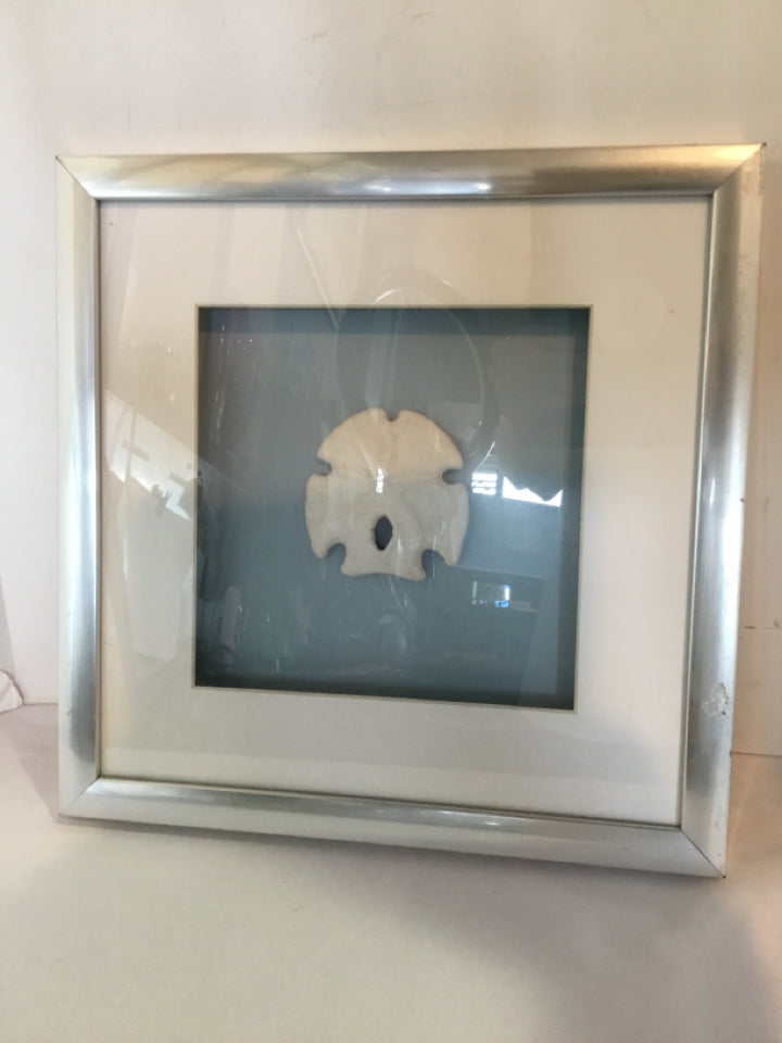 Bleached Shell Framed Art