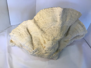 Pottery Barn Cream Shells