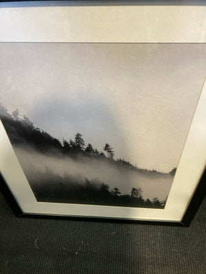 Black/White Forest Framed Art