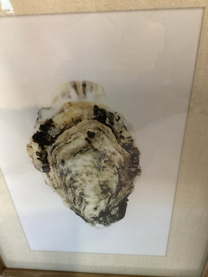 White/Gray Oyster Shell Framed Art