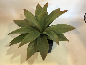 Green/Black Plastic Succulent Faux Plant