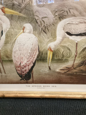 Vintage Cream Birds Framed Art