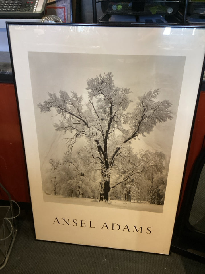 Ansel Adams Black/White Tree Framed Art