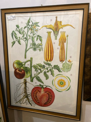 Vintage Illustrated Tomato Vegetables Framed Art