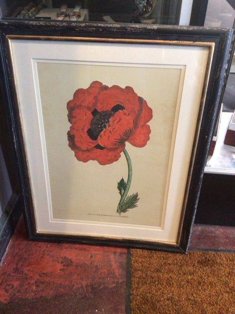 Red/Green Poppy Botanicals Framed Art