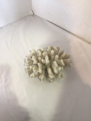 White Coral Coral Misc