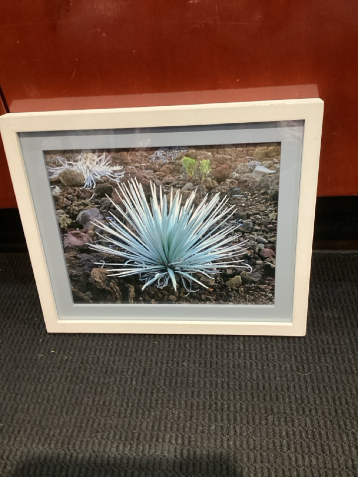 White Cactus Framed Art