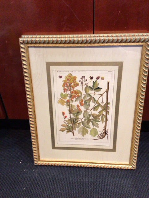 Botanical Gold Framed Art