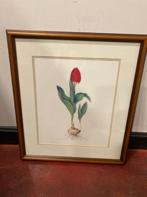 Botanical Red/white Tulip Numbered Framed Art
