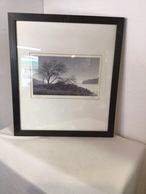Black/White Tree As Is Framed Art