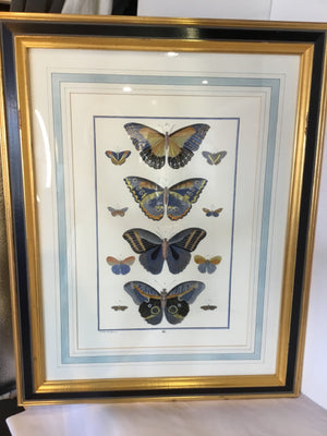 Gold/Blue Butterflies Framed Art