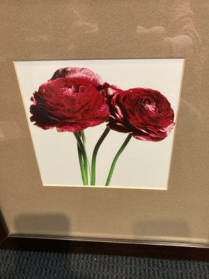 Brown/Red Rose Framed Art