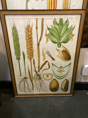 Vintage Illustrated Wheat Framed Art