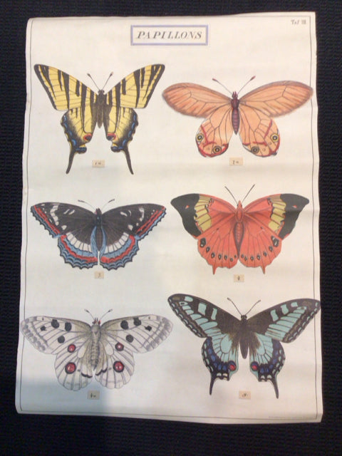 Botanical Cream/Multi Butterflies Poster