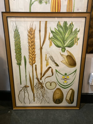 Vintage Illustrated Wheat Framed Art