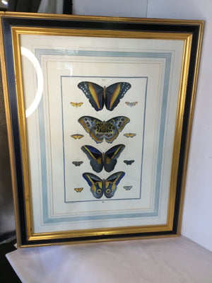 Gold/Blue Butterflies Framed Art