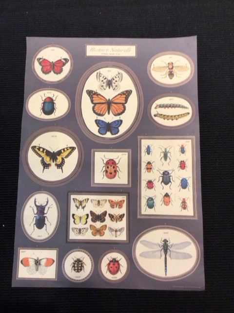 Botanical Brown/Multi Insect Poster