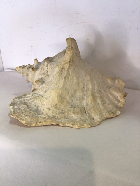 Cream Shell Shells