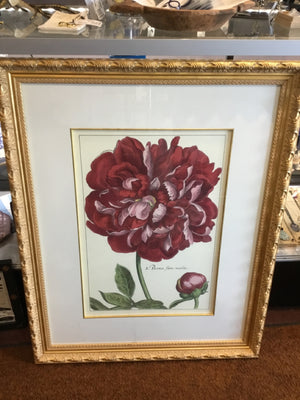 Botanical Red/Gold Peony Framed Art
