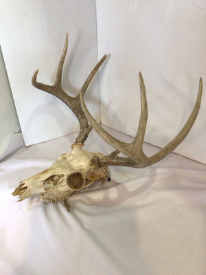 Tan Bone Skull Misc
