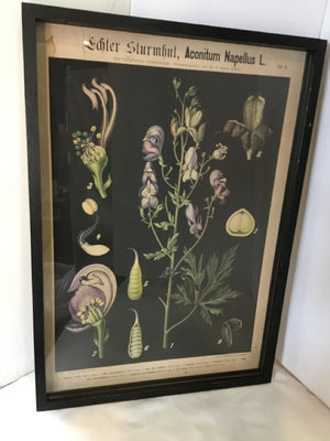 Botanical Black Flower Framed Art