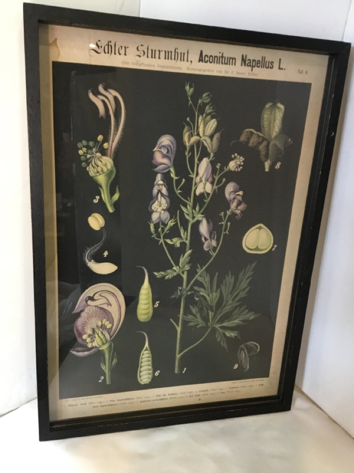 Botanical Black Flower Framed Art