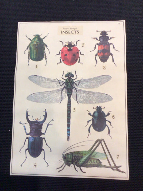 Botanical Cream/Multi Bugs Poster