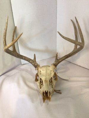 Tan Bone Skull Misc