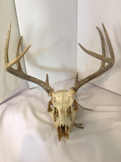 Tan Bone Skull Misc