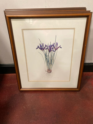 Botanical Purple/White Iris Numbered Framed Art