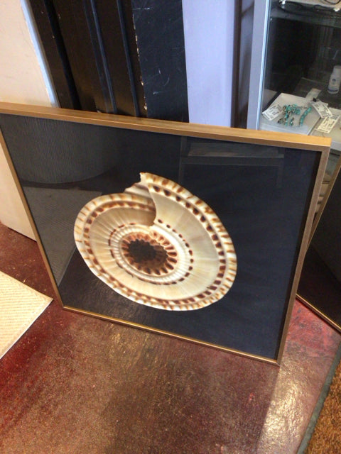 Black/Tan Shell Framed Art