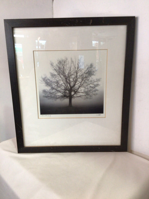 Black/White Tree As Is Framed Art