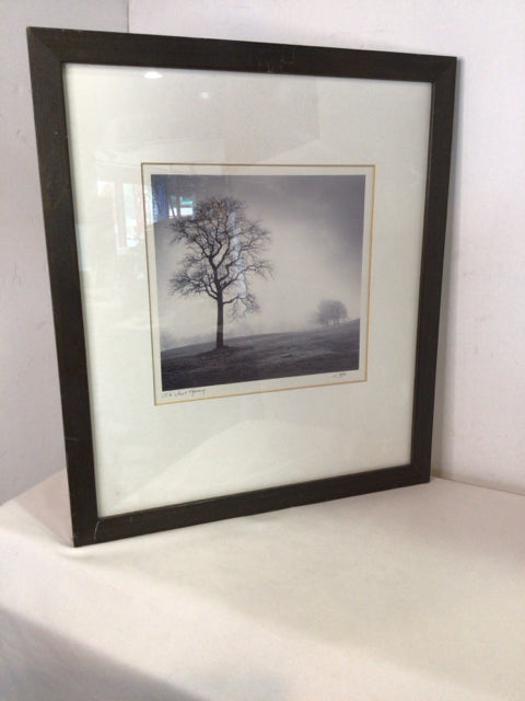 Black/White Tree As Is Framed Art
