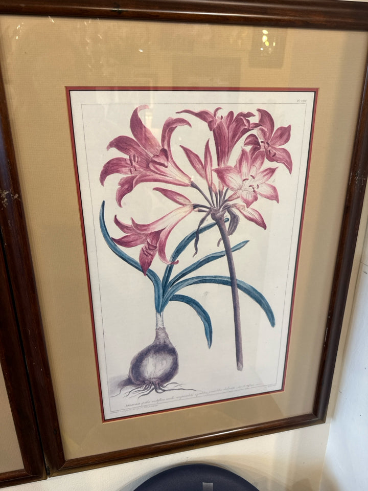 Botanical White/Pink Flower Framed Art