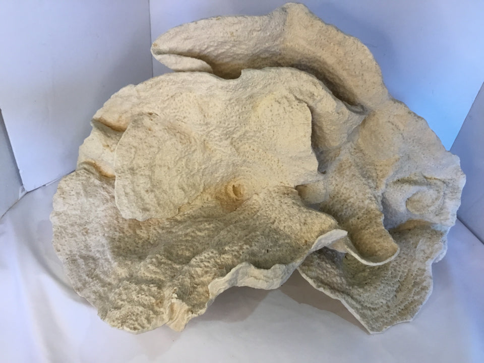 Pottery Barn Cream Shells