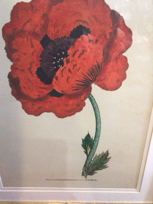 Red/Green Poppy Botanicals Framed Art