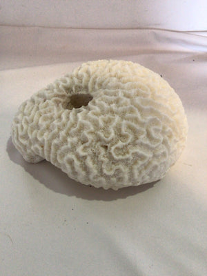 White Coral Shells