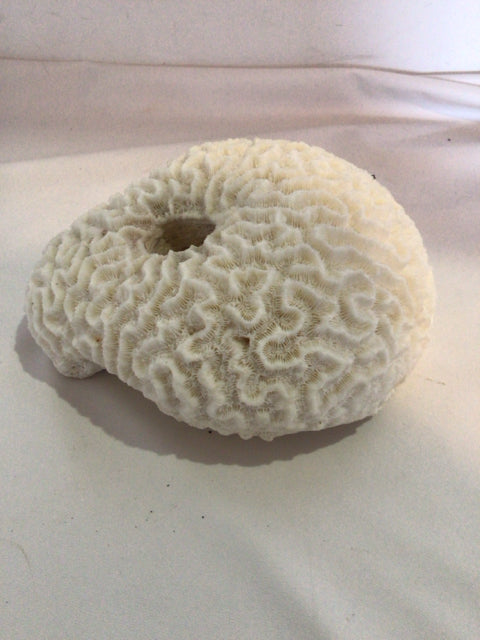 White Coral Shells