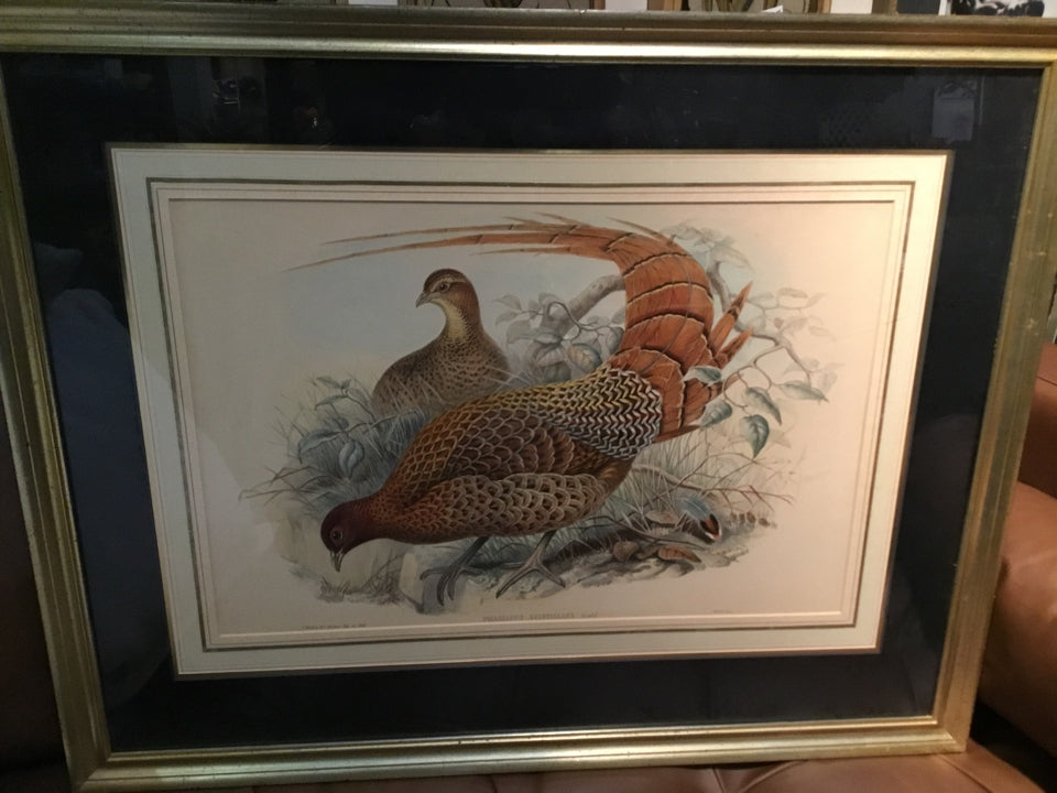 Traditional Pheasant Framed Art