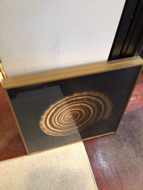 Black/Tan Shell Framed Art