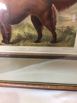 Traditional Green/Brown Dog Framed Art